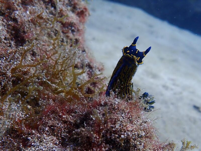 Diving at Lanzarote - 2 guided dives for certified divers - Key Points
