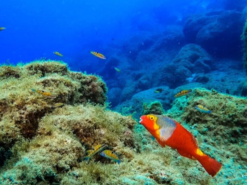 Diving at Lanzarote - 2 guided dives for certified divers - An In-Depth Look at the Lanzarote Guided Diving Experience