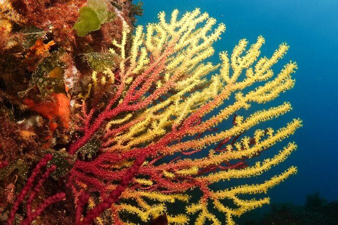 Diving baptism in the Montgrí Natural Park - Additional Benefits and Next Steps