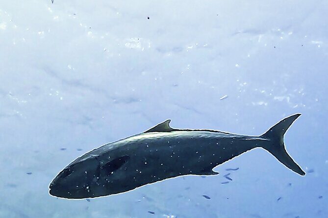 Diving baptism in the Montgrí Natural Park - Who Should Consider This Experience?