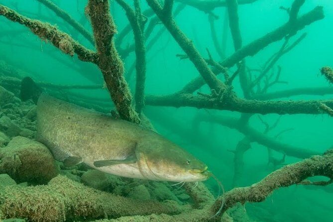 Diving Bled - What to Expect from Your Lake Bled Underwater Tour