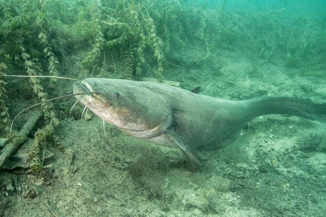 Diving Bled - Why This Tour Is a Hidden Gem