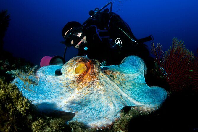 Diving day tour with 2 dives - Who Will Love This Tour?