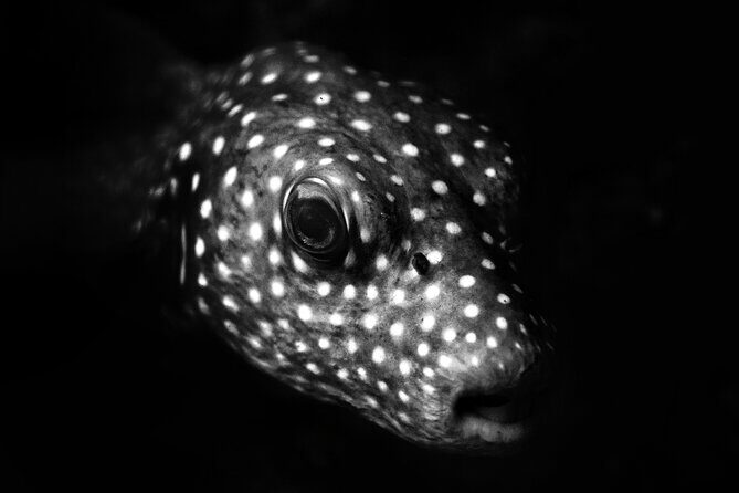 Diving exploration for beginners in Los Arcos de Mismaloya - FAQ