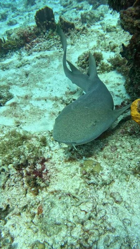 Diving for Beginners in Cozumel: Your First VIP Experience - What Travelers Say