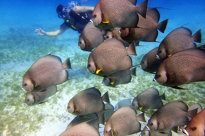 Diving in Cancun for Certified Divers | 2 Dives | All Inclusive - The Sum Up: Why This Tour Is a Good Choice