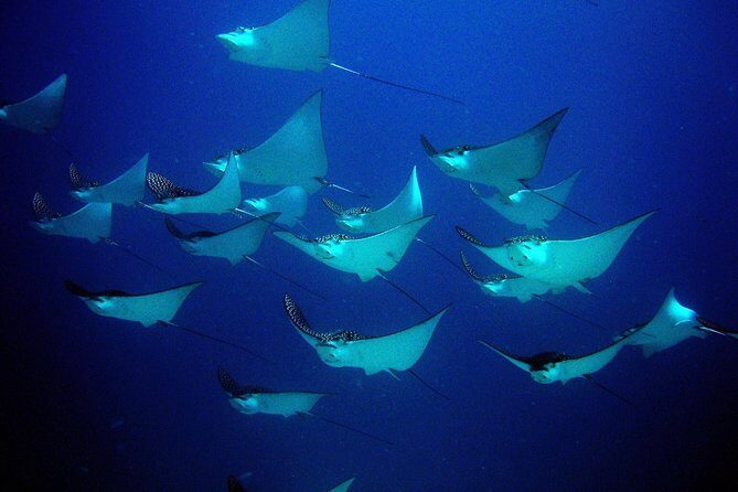 Diving in Cancun for Certified Divers | 2 Dives | All Inclusive - FAQ