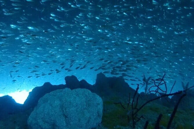 Diving in Kansai, Japan for License Holders - Value and Cost: Is the Price Justified?