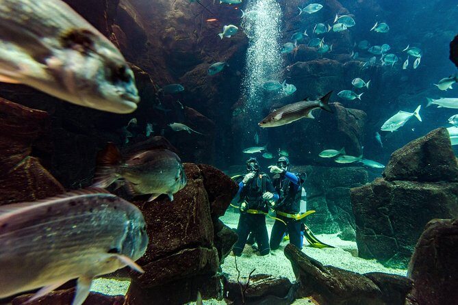Diving in the Madeira Aquarium - What Makes This Tour Stand Out?