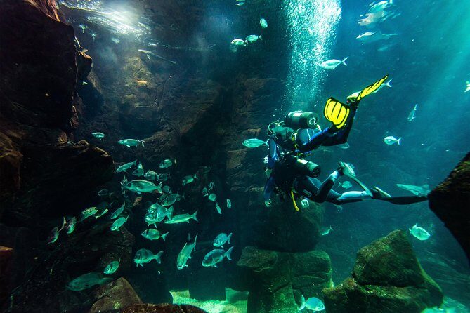 Diving in the Madeira Aquarium - Practical Details