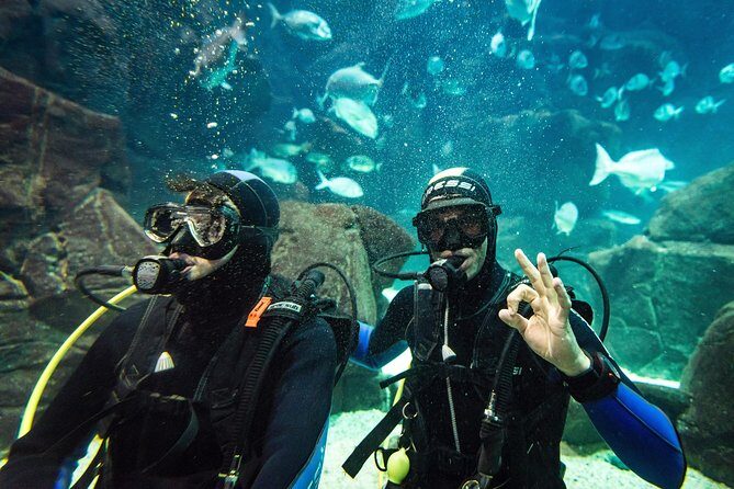 Diving in the Madeira Aquarium - The Sum Up