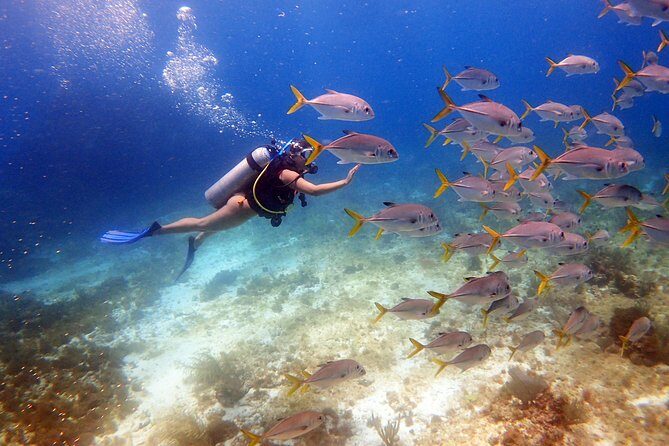 Diving in the Mexican Caribbean for Beginners | 2 Tanks 2 Dives | All Inclusive - Why This Tour Offers Good Value