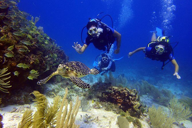 Diving in the Mexican Caribbean for Beginners | 2 Tanks 2 Dives | All Inclusive - Practical Tips for Your Tour