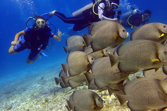 Diving in the Mexican Caribbean for Beginners | 2 Tanks 2 Dives | All Inclusive - Who Should Consider This Tour?