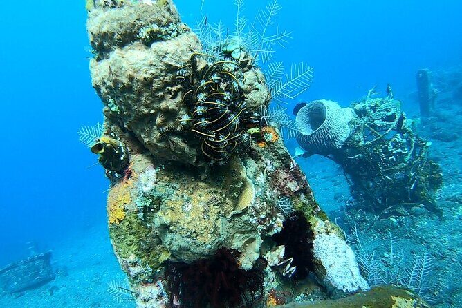 Diving in Tulamben - Introduction: Why This Tulamben Tour Is Worth It