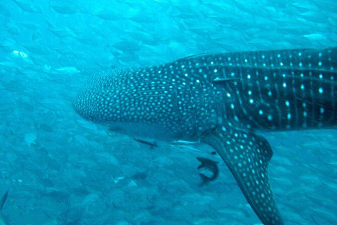Diving Tour for Certified Divers: Sail Rock or Koh Tao - Who Should Book This Tour?