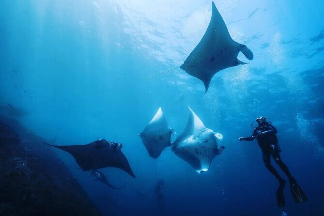 Diving with Manta Ray at Nusa Penida - Key Points
