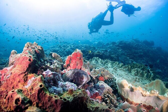 Diving with Manta Ray at Nusa Penida - The Practical Side: Pricing & Value