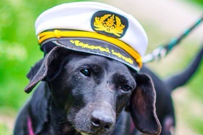 Dog Day of Summer Harbor Cruise in Boston - Key Points
