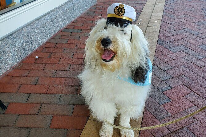 Dog Day of Summer Harbor Cruise in Boston - Final Thoughts