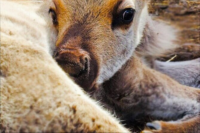 Dog Sledding and Animal Encounters Tour from Anchorage - An In-Depth Look at the Experience