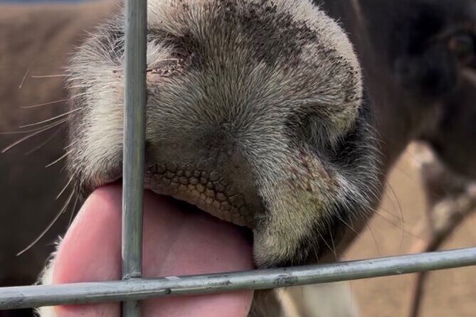 Dog Sledding and Animal Encounters Tour from Anchorage - Who Will Love This Tour?