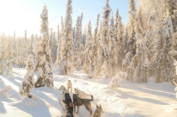 Dog Sledding and Animal Encounters Tour from Anchorage - Frequently Asked Questions