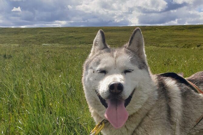 Dog Sledding and Mushing Experience by Siberian Husky in Iceland - What To Expect on the Tour