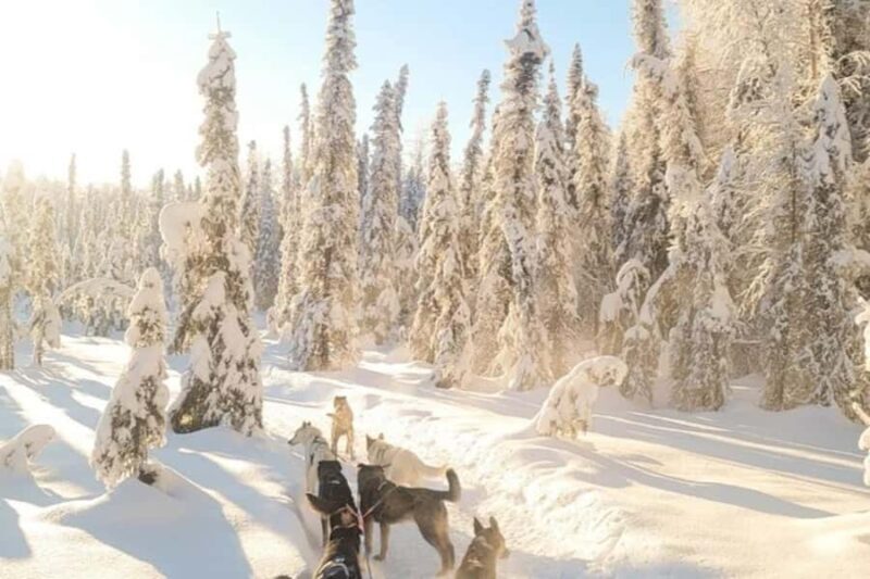 Dog Sledding & Animal Adventures  Anchorage Pickup - What Travelers Are Saying