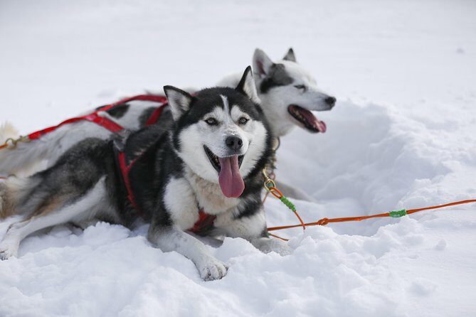 Dogsled Adventure in Mont-Tremblant - FAQ