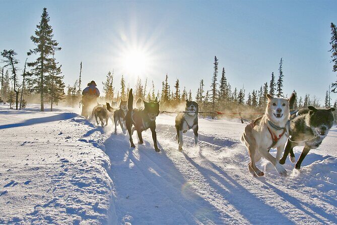 Dogsled Adventure Kiruna - Overview of the Experience