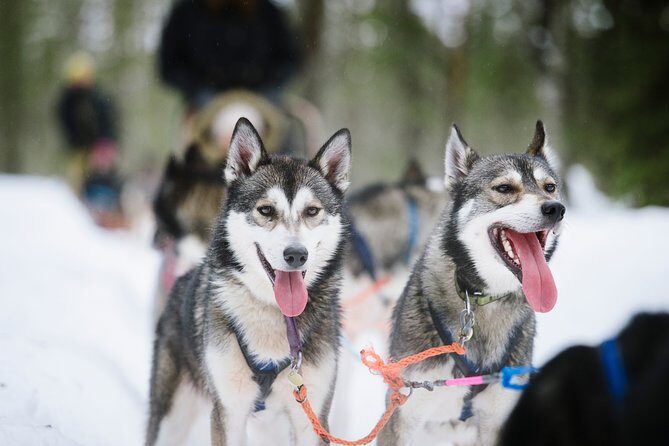 Dogsled Adventure Kiruna - The Tour’s Potential Drawbacks
