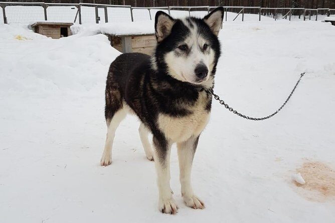 Dogsled Adventure Kiruna - Frequently Asked Questions