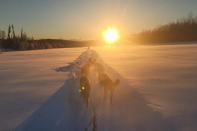 Dogsled Rides - An In-Depth Look at the Dogsled Ride Experience