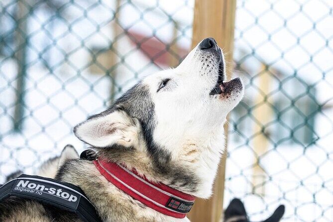 Dogsledding, near Akureyri - An In-Depth Look at the Dog Sledding Tour Near Akureyri
