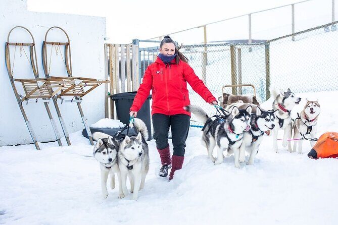 Dogsledding, near Akureyri - Practical Details and Tips