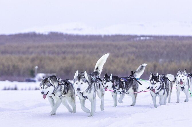 Dogsledding, near Akureyri - Final Thoughts
