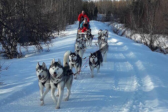 Dogsledding, near Akureyri - FAQ
