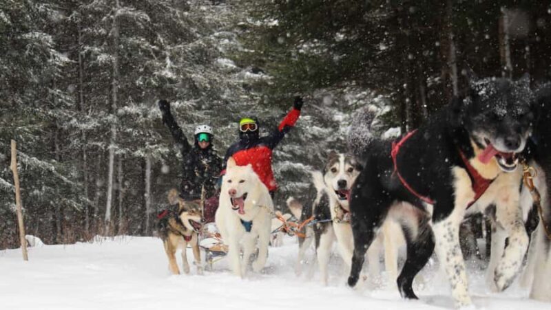 Dogsledding Nordic Adventure near Mont-Tremblant - Key Points