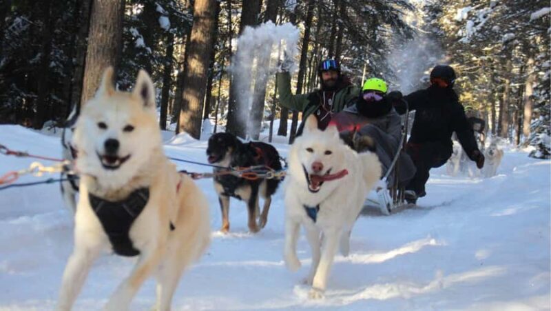 Dogsledding Nordic Adventure near Mont-Tremblant - Logistics: Meeting Point, Duration, and Group Size