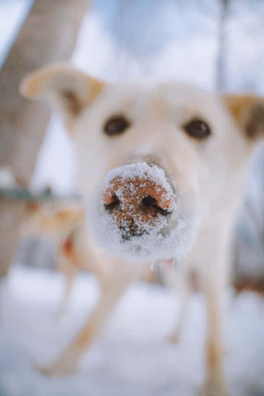 Dogsledding Upper Laurentians near Mont-Tremblant - Final Thoughts