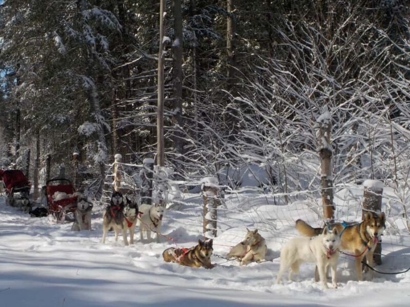 Dogsledding Valley Adventure near Mont-Tremblant - An In-Depth Look at the Dogsledding Valley Adventure