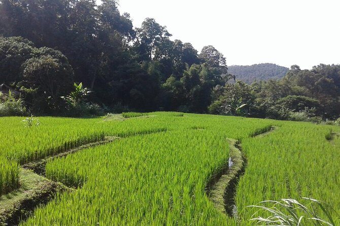 Doi Inthanon Day tour - A Detailed Look at the Doi Inthanon Day Tour