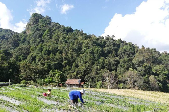 Doi Inthanon Day Trip:Twin Pagodas,Soft Hiking,Coffee Plantation - FAQ