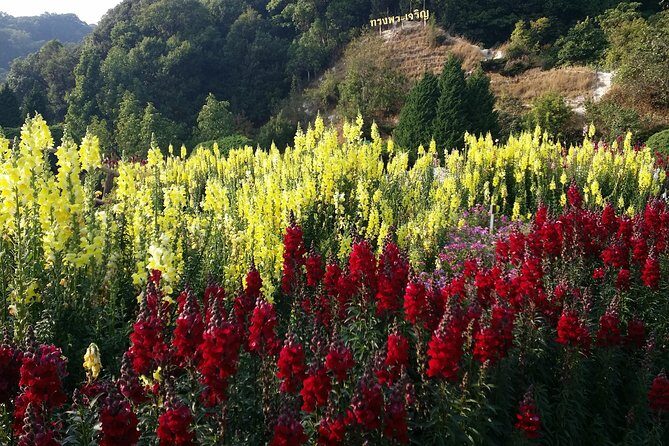Doi Inthanon National Park and Hiking - The Sum Up: Is This Tour for You?