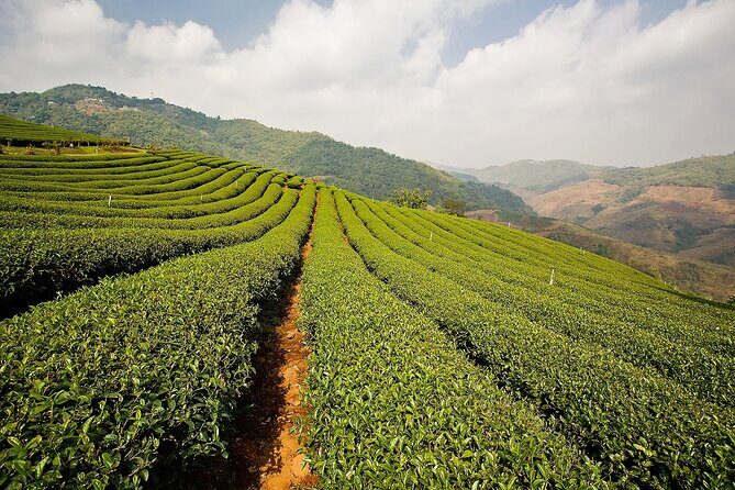 Doi Mae Salong and Mae Sai Explored - What We Think About the Logistics