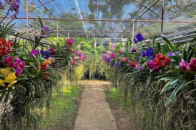 Doi Suthep Temple, Pha Lat Temple, Sticky Waterfall, Orchid farm - The Sum Up