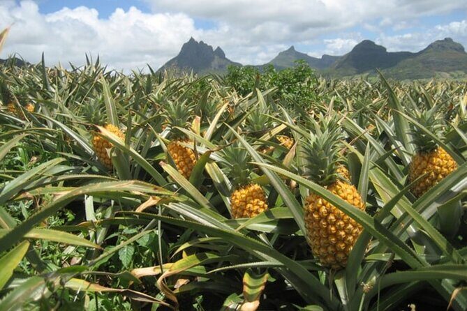 Dole Pineapple Plantation and Ko Hana Rum Afternoon Tour - Exploring the Itinerary in Detail
