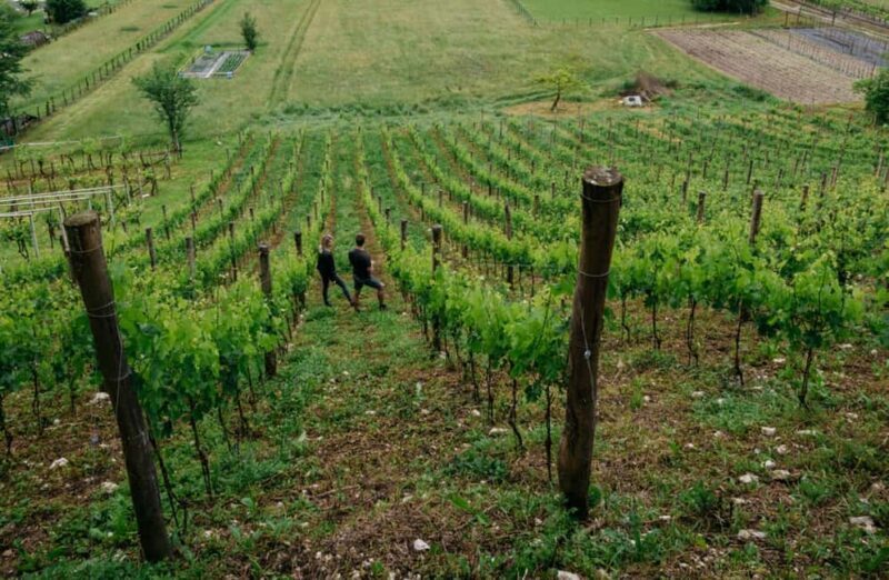 Dolomites Winery Tour and Wine Tasting near Belluno - Key Points