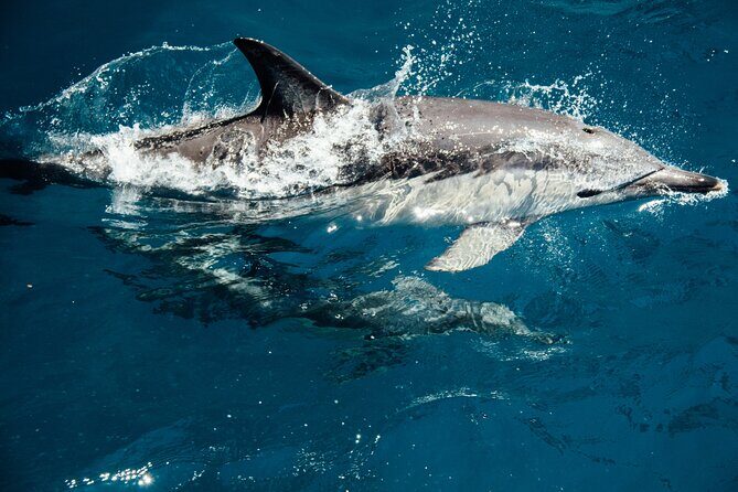 Dolphin Adventure in Sotogrande with Drink Included - Authentic Experiences Drawn from Reviews